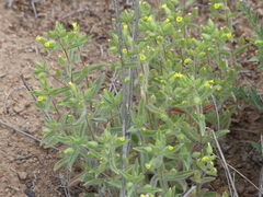 Mimetanthe pilosa