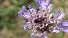 Divales bipustulatus