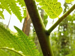 Cyathea atrovirens