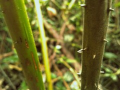 Cyathea atrovirens