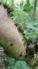 Orthotrichum pulchellum