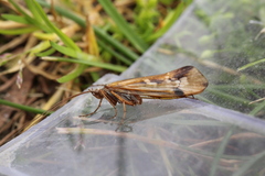 Limnephilus binotatus