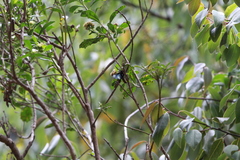 Chrysocale principalis