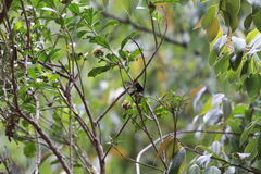 Chrysocale principalis