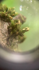 Orthotrichum pulchellum