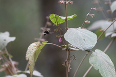 Bombus trinominatus
