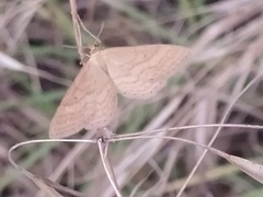 Scopula turbidaria