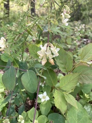 Lathyrus ochroleucus