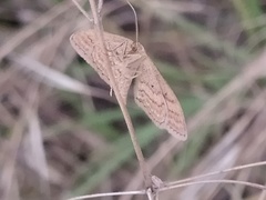 Scopula turbidaria