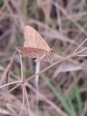Scopula turbidaria