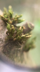 Orthotrichum pulchellum