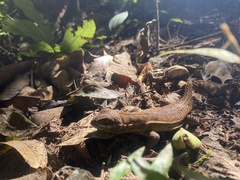 Stenocercus roseiventris