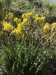 Alyssoides utriculata