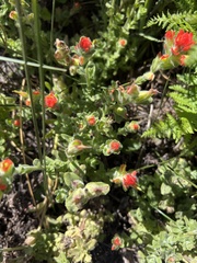 Castilleja mendocinensis