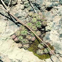 Sempervivum caucasicum