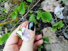 Viola epipsila