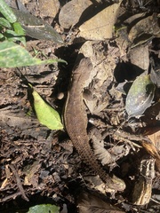 Stenocercus roseiventris