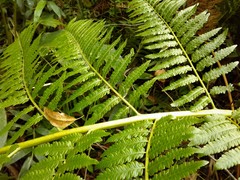 Cyathea atrovirens