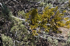Phoradendron bolleanum densum
