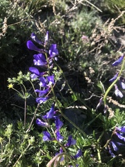 Vicia onobrychioides