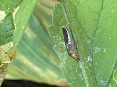 Homalodisca vitripennis