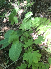 Lygodium palmatum image