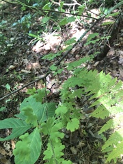 Lygodium palmatum image