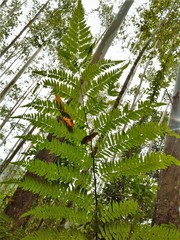 Cyathea atrovirens
