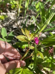 Rubus arcticus