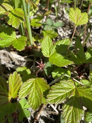 Rubus arcticus
