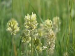Oxytropis pilosa