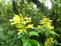 Palicourea lasiorrhachis