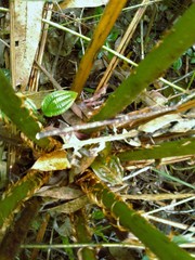 Cyathea atrovirens