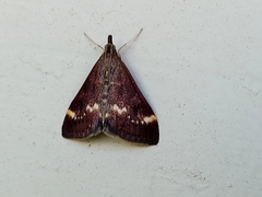 Pyrausta nicalis