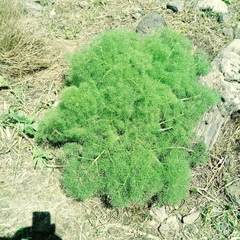 Prangos ferulacea