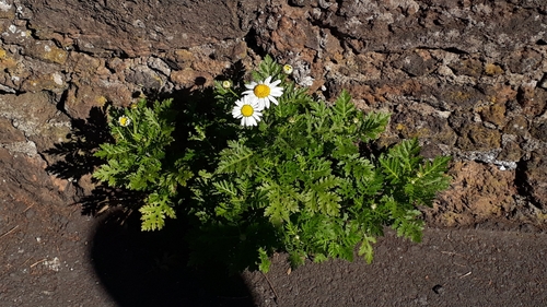 Argyranthemum broussonetii (Argyranthemum broussonetii)