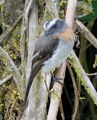 Ochthoeca rufipectoralis obfuscata