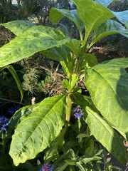Phytolacca americana