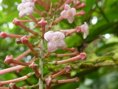 Gonzalagunia rosea
