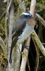 Ochthoeca rufipectoralis obfuscata