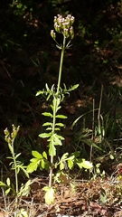 Centranthus calcitrapae image