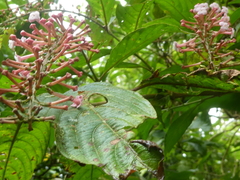 Gonzalagunia rosea