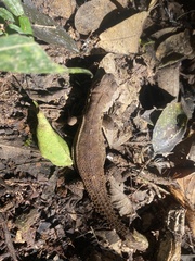 Stenocercus roseiventris