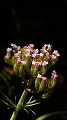 Centranthus calcitrapae image