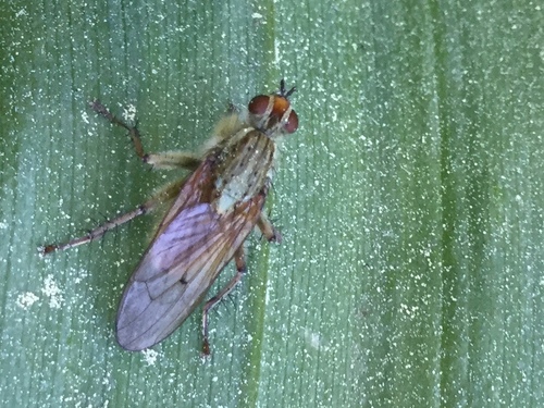 iNaturalist observation photo of Golden Dung Fly