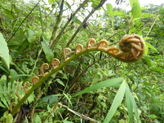 Sphaeropteris lepifera