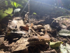 Stenocercus roseiventris