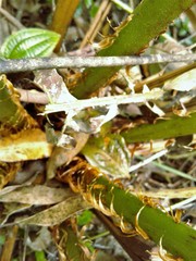 Cyathea atrovirens
