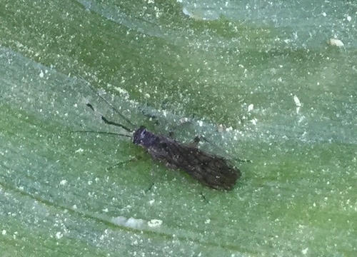 iNaturalist observation photo of Stoneflies
