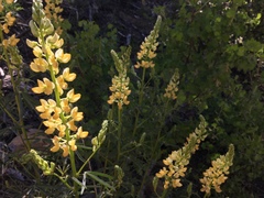 Lupinus angustiflorus